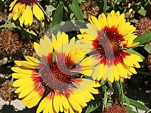 Close up of a gorgeous two yellow red sunflowers surrounded by greenery