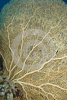 Close-up of a Gorgonian fan coral.