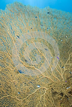 Close-up of a Gorgonian fan coral.