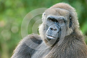 Close-up of a gorilla