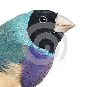 Close-up of a Gouldian Finch, Erythrura gouldiae