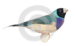 Close-up of a Gouldian Finch, Erythrura gouldiae