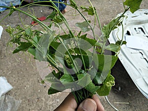 Close-up of gourd vegetables in hand.