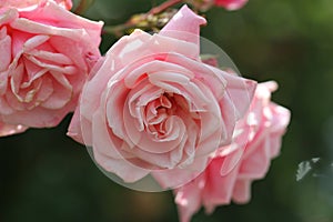 Close-up Gourgeous luxury bouquet of pink rose from organic garden, flower in bloom