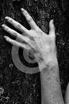 Close-up graceful pose of a beautiful woman`s hands white photo