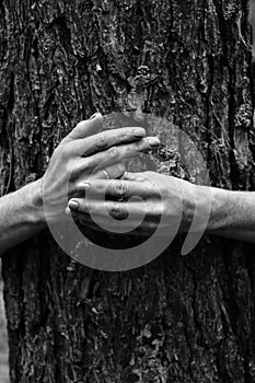 Close-up graceful pose of a beautiful woman`s hands white photo