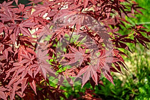 Close-up of graceful red leaves of Japanese Maple, Acer palmatum Atropurpureum tree with purple leaves