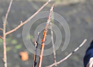 Close up on grafting apple tree in fruit garden