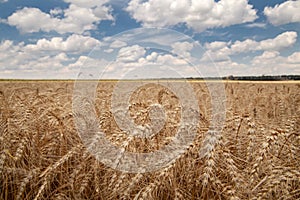 close up of grain field and cloudy sky