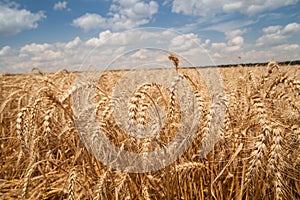 Close up of grain field