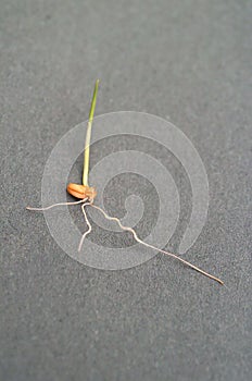 Close up of grain of Wheat sprouting