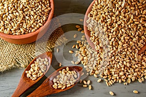 close up of grains and wheat ears on white background