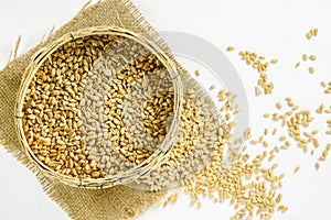 close up of grains and wheat ears on white background