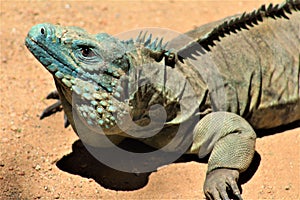 El abuela caimán azul fénix jardín zoológico naturaleza conservación fénix, unido Estados 