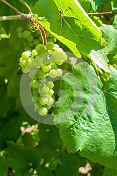 Close-up of grape blossoming in sun in orchard in summer