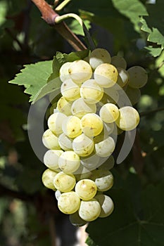 Close up of a grape cluster