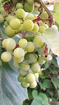 Close up of grape fruits