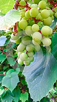 Close up of grape fruits