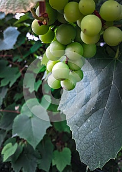 Close up of grape fruits