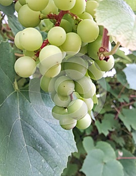 Close up of grape fruits