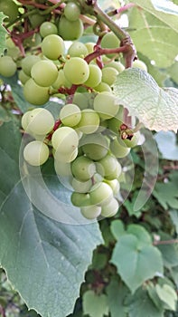 Close up of grape fruits