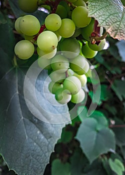 Close up of grape fruits