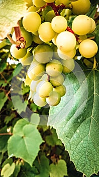 Close up of grape fruits