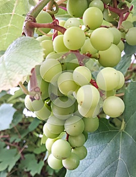 Close up of grape fruits