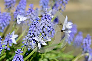 Close up of Grape Hyacinth Muscari and Spring Starflowers.