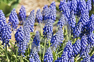 Close-up of Grape Hyacinths in full bloom