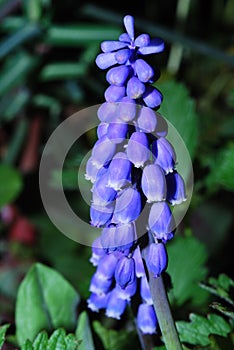 Close up grape hyazinth bloom