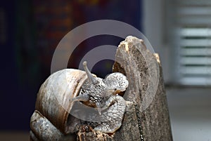 Close-up of a grape snail sitting on a tree