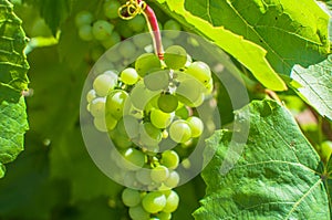 Close-up of grape tree where grapes blooming in sun