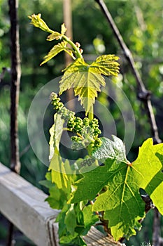 Close-up of grape vine