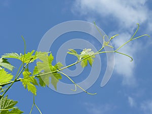 Close Up of Grape Vine Branch