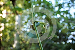 Close-up grape vine tendril with bokeh background