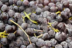 Close Up of Grapes