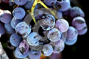 Close-up of grapes