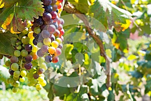 Close Up of Grapes in Countryside in Italy in Late Summer
