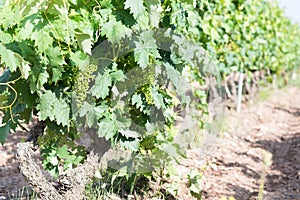 Close up of grapes growing in a vineyard in La Rioja,