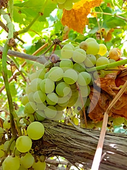 Close up of Grapes Hanging on Branch in Grapes Garden.Sweet and tasty white grape bunch on the vine.Green grapes on vine, shallow