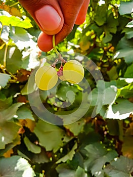 Close up of Grapes Hanging on Branch in Grapes Garden.Sweet and tasty white grape bunch on the vine.Green grapes on vine, shallow