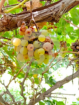 Close up of Grapes Hanging on Branch in Grapes Garden.Sweet and tasty white grape bunch on the vine.Green grapes on vine, shallow