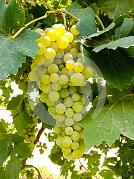 Close up of Grapes Hanging on Branch in Grapes Garden.Sweet and tasty white grape bunch on the vine.Green grapes on vine, shallow