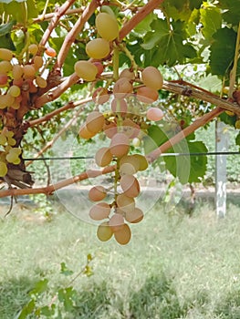 Close up of Grapes Hanging on Branch in Grapes Garden.Sweet and tasty white grape bunch on the vine.Green grapes on vine, shallow