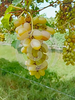 Close up of Grapes Hanging on Branch in Grapes Garden.Sweet and tasty white grape bunch on the vine.Green grapes on vine, shallow