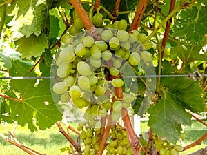 Close up of Grapes Hanging on Branch in Grapes Garden.Sweet and tasty white grape bunch on the vine.Green grapes on vine, shallow