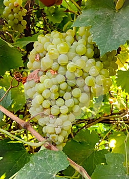 Close up of Grapes Hanging on Branch in Grapes Garden.Sweet and tasty white grape bunch on the vine.Green grapes on vine, shallow