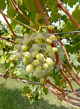 Close up of Grapes Hanging on Branch in Grapes Garden.Sweet and tasty white grape bunch on the vine.Green grapes on vine, shallow