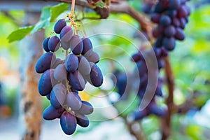 Close up of grapes hanging on branch. Hanging grapes. Grape farming. Grapes farm